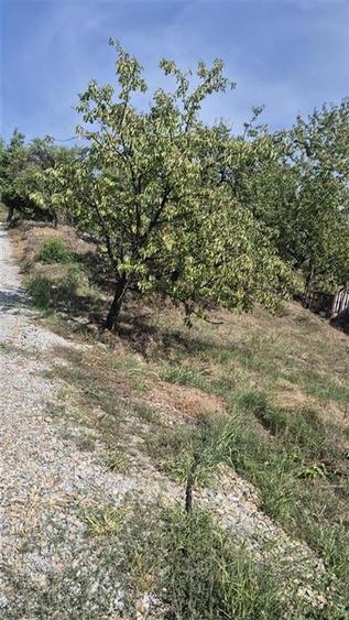 RECO Teren intravilan in Oradea - 15