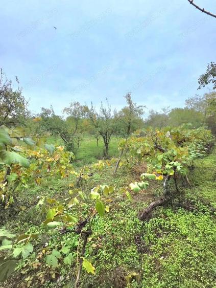 Teren 6762 mp +casa Les - 3