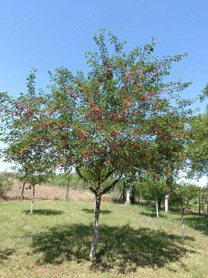 Casa de vanzare Radomire?ti Olt - 1