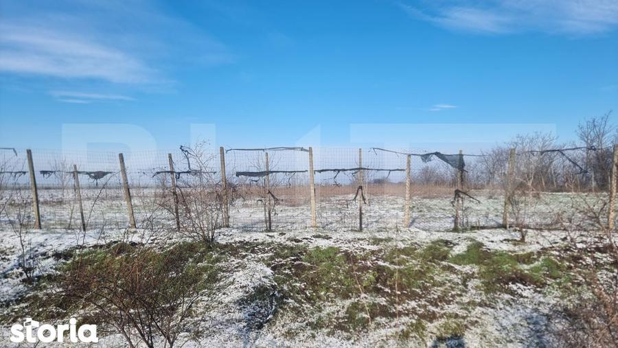 Teren de 50000 mp, în Ciorani