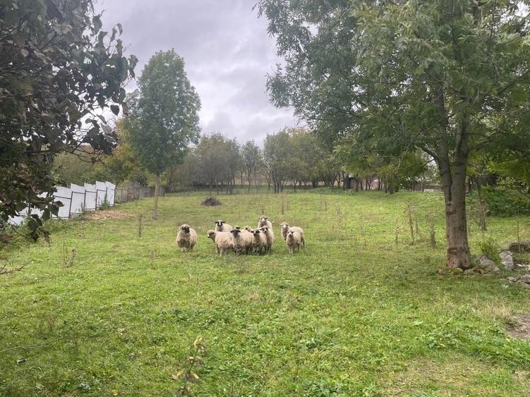 Teren intravilan 1.608 mp Martinesti lac in fata - 8