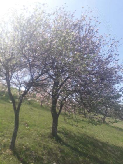 De vanzare casa cu pamant - 5