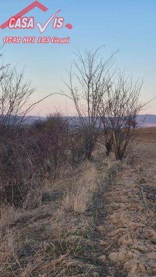 Teren 1 euro/mp pentru iarba verde - 5