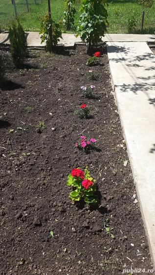 vand casa cu teren 800mp in Mosteni jud Teleorman - 3