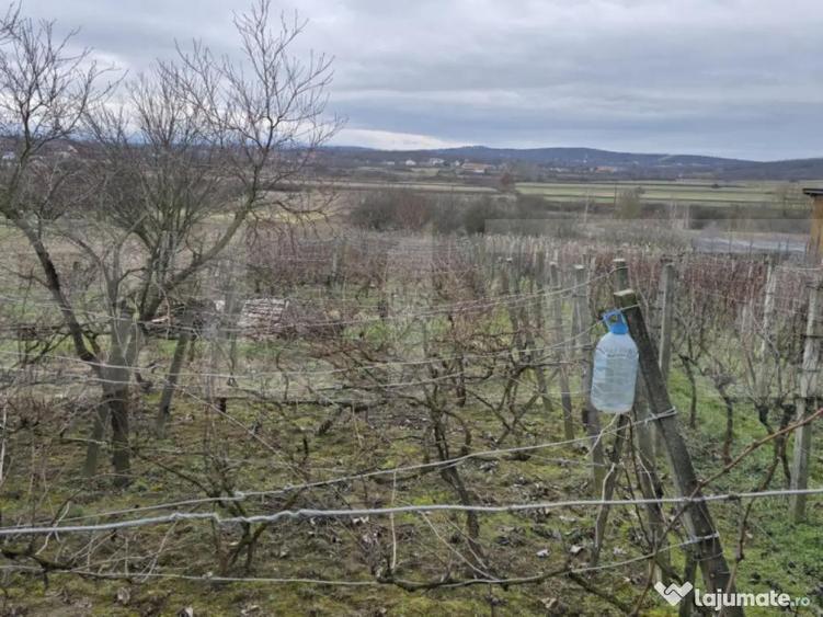 Teren intravilan - livada si vie- 20 ari - Viile SATU MARE - 9
