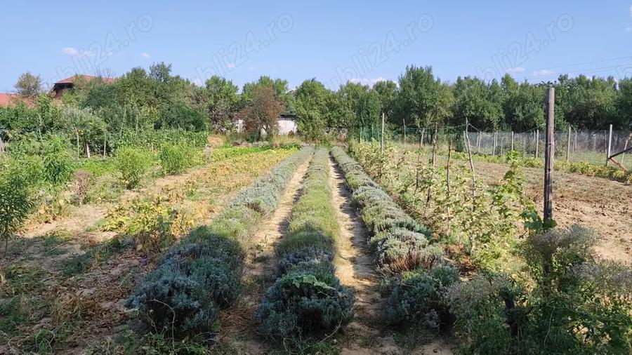 Casa de vanzare in loc.Halmeu - 7