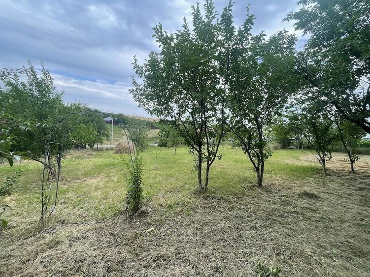 6.000 mp intravilan sat Avintu - 3