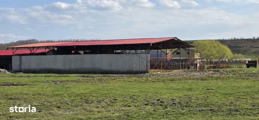 Ferma Zootehnica de Vanzare 6 Ha | Vaci si Oi | Grajd si Saivane | Cal - 7