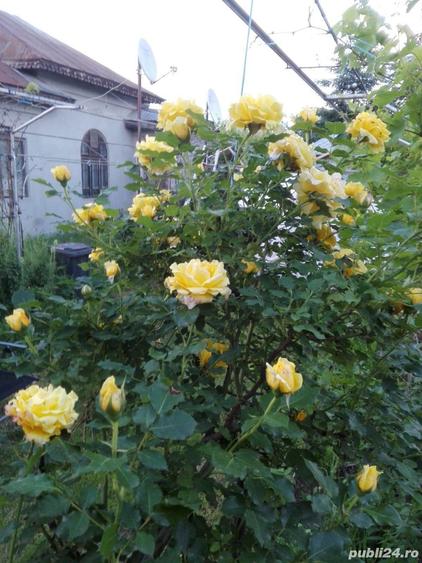Proprietar ofer spre vanzare - 4