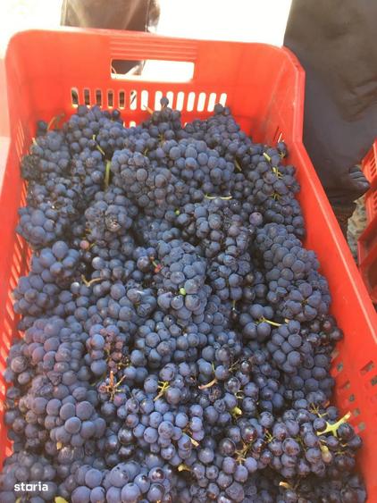 Lot compact 18,57 HA , vita de vie nobila pe rod - 2