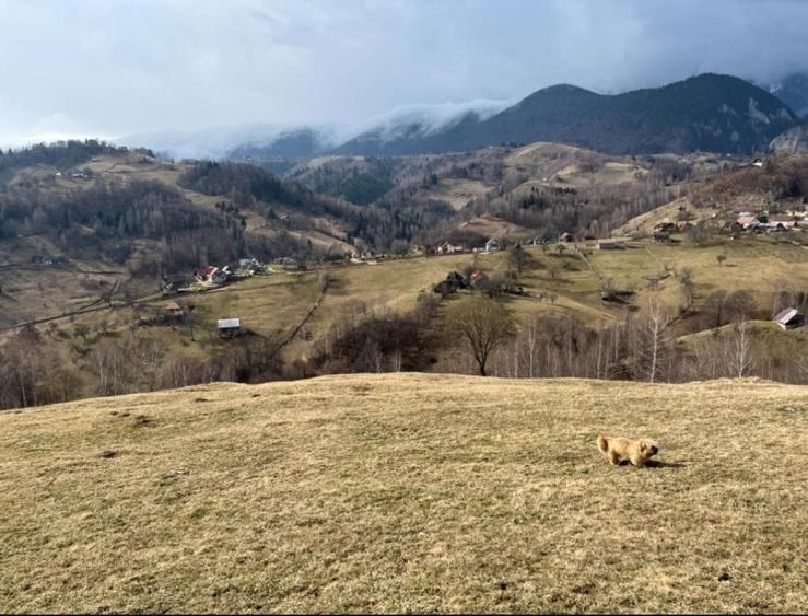 Vanzare Teren cu Punct de Belvedere in Moieciu zona Magura-Pestera - 8