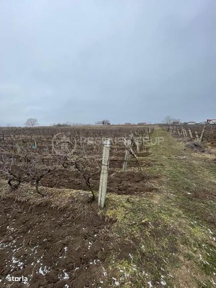 Teren ideal pentru dezvoltare 4.209mp, Chicerea, Comuna Tomesti - 2