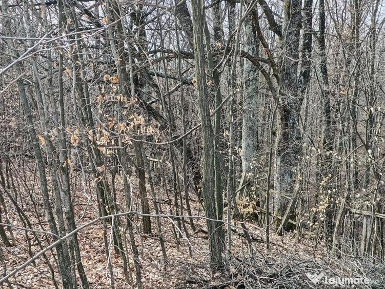 Teren Intravilan 1.472 mp Cotmeana - Linte?ti, Utilita?i la gard, langa Padure - 3