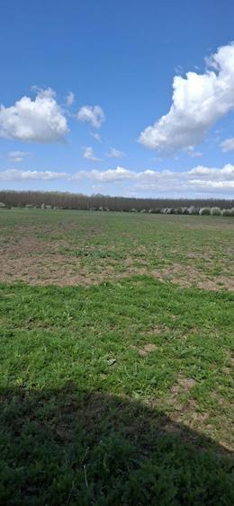 Teren de Vanzare - 1