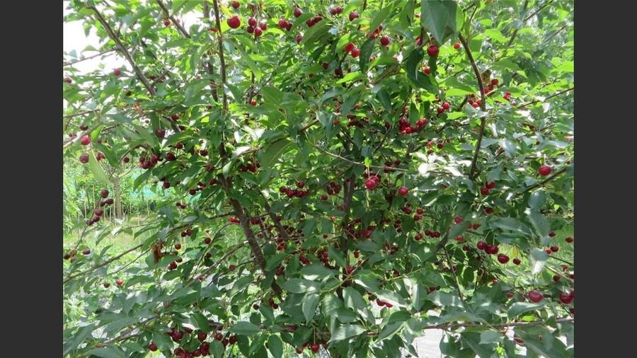 House for sale, 3 Rooms, 121 sqm, Giurgiu - 15