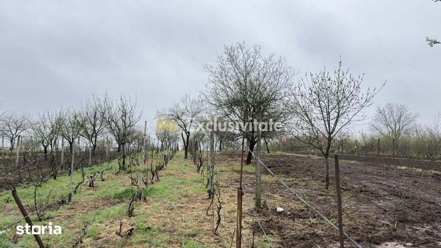 Casă cu 3 camere cu Teren 4108 Mp în Central