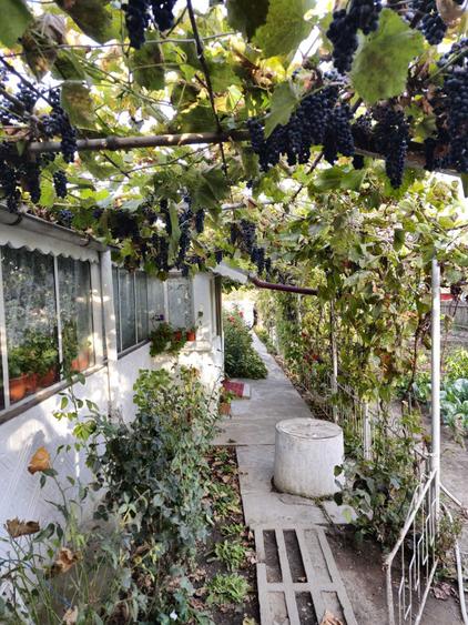 Casa de vanzare in Chilia Veche, Tulcea - 6