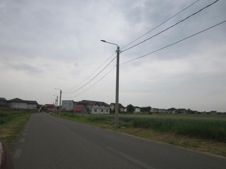 Domnesti-Narciselor - 6