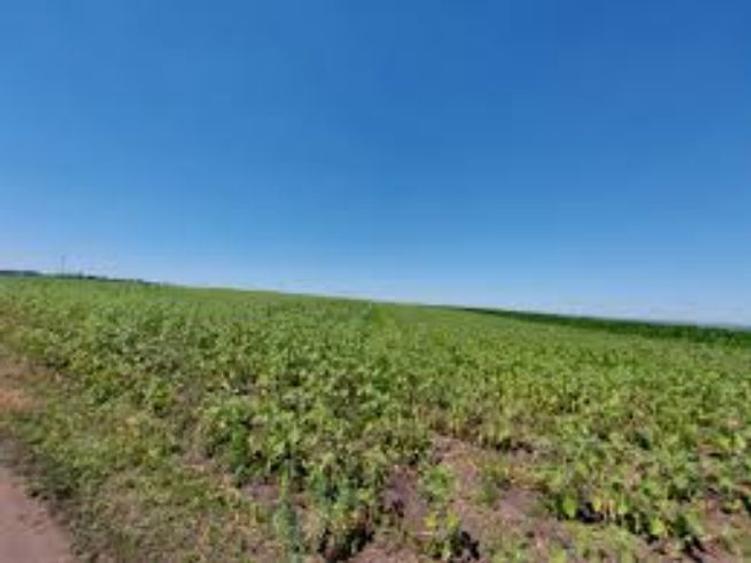 6,2 ha teren agricol la Plesoi judetul Dolj - 1