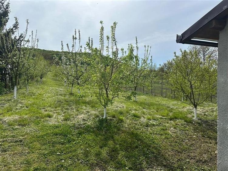 teren construibil cu livada pomi,sat Hasag,jud.Sibiu,comision 0 - 7