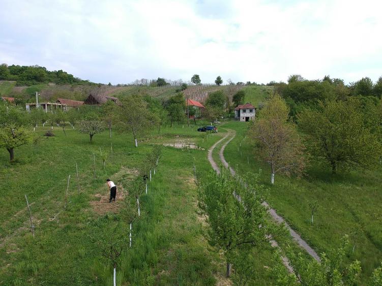 Teren Orasu Nou Vii ,Intravilan 38 Ari , Casa + Livada pomi fructiferi - 1