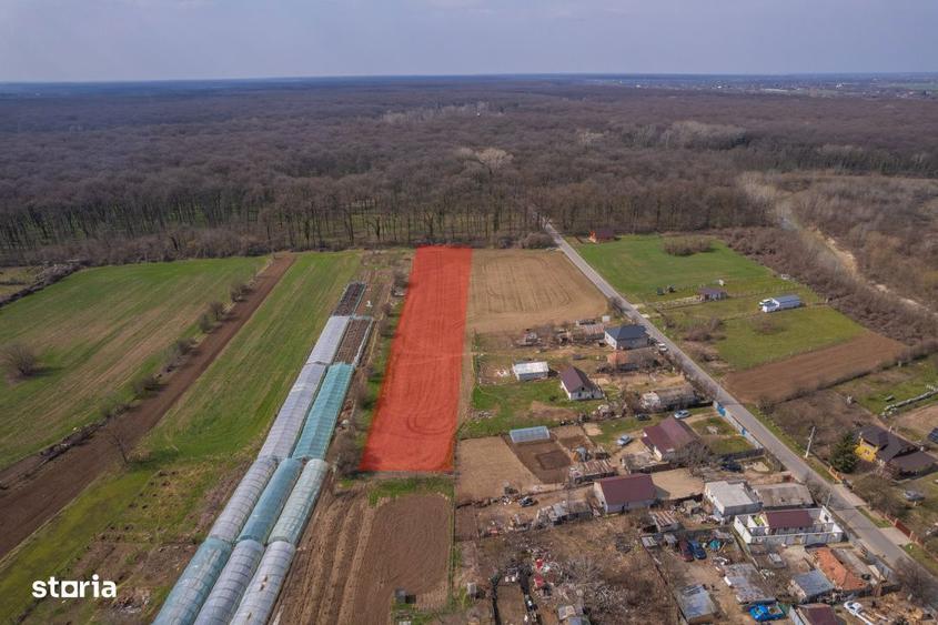 Nuci - Balta Neagra, Lot 3900 Mp, La Padure! - 6