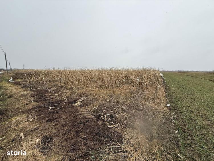 Teren extravilan | Galanesti | 7.276 mp | Front 29 m - 4