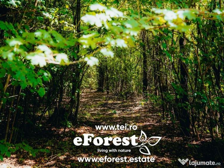 Lot lini?tit langa padure, langa Academia Titi Aur, Crevedia - 1