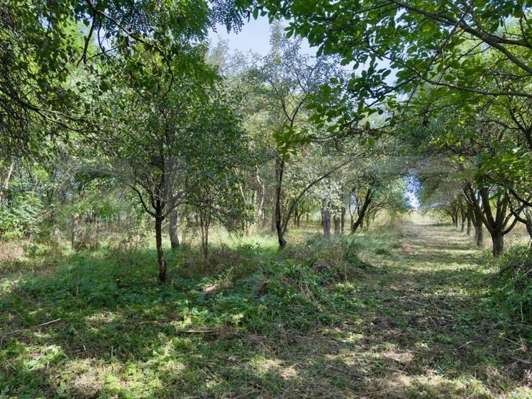 Casa renovabila 87 mp utili, teren de 4.300 mp, in Suatu - 3