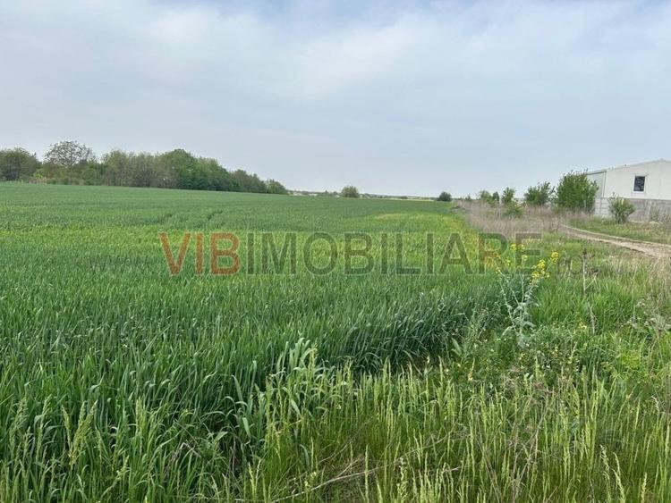 Comuna Dascalu - A0 - teren intravilan 9000 mp - 6