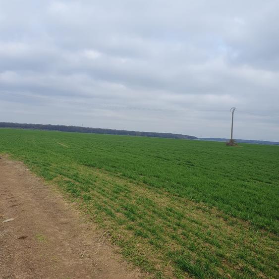 Tâncăbești -Ilfov suprafață 4500 mp - 1