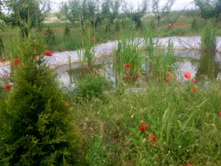 Vand 3 locuri de casa de 1500 m patrati fiecare, intravilan - 5