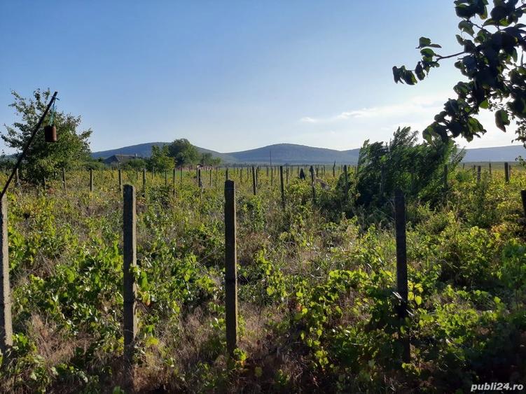 Casa cu teren intravilan Enisala 3590 mp - 5