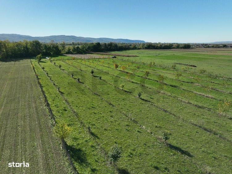 RECO, Teren cu livada de nuci, Zona Auseu, Bihor - 4