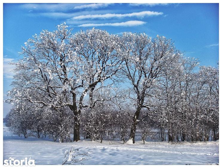 Sat Pope?ti. Curent. Padure. Aer curat, liniste, acces usor Bucuresti. - 7