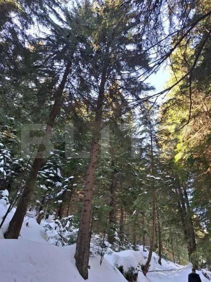 Complex turistic eco-integrat Predeal (Trei Brazi) - 10