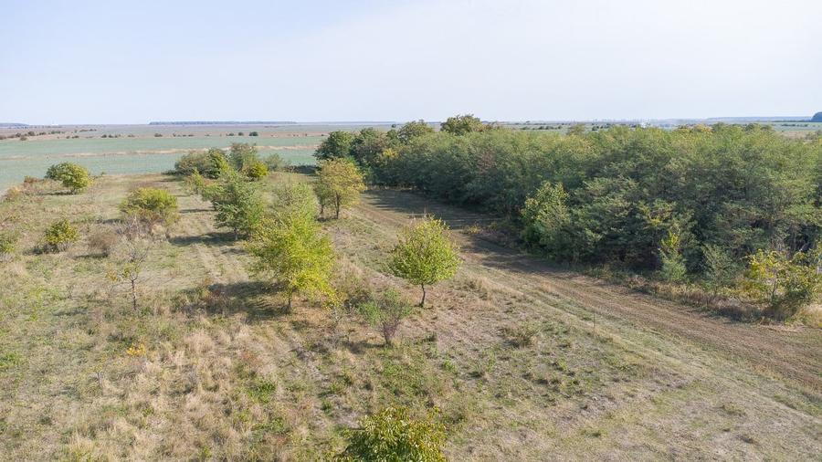 Teren intravilan Ilfov, Petrachioaia, la 3 minute STB Biserica Vanatori - 10