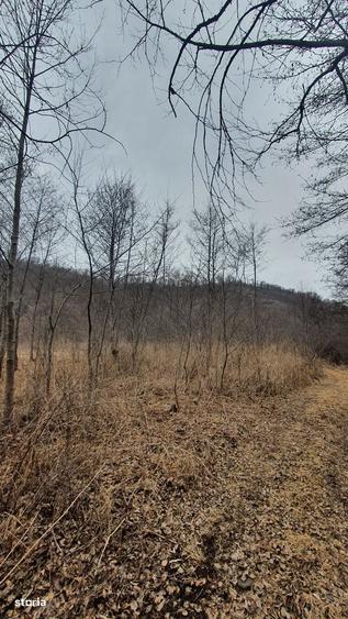 Teren Stana de Vale Sovata - Telek Patakmajor - 1