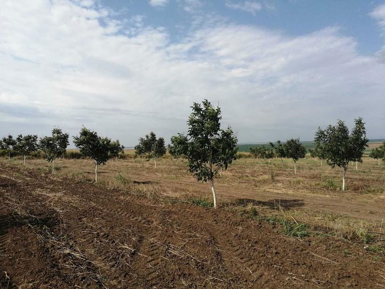 Vand livada de nuci 5ha - 8