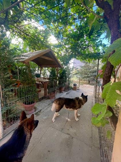 Casa individuală Gavril Musicescu . Timisoara  - 8