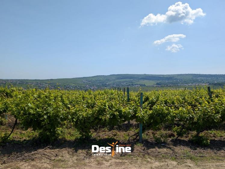 Barnova - Teren Intravilan 974 Mp, utilitati, drum betonat - 11