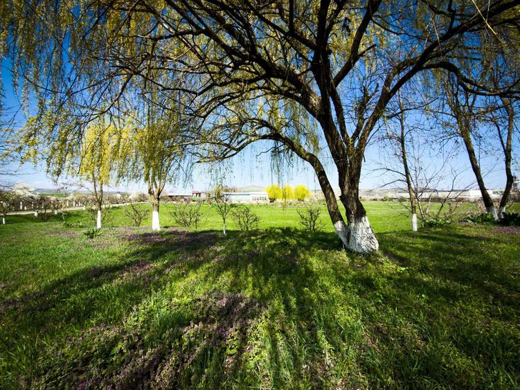 SE VINDE SAU SE INCHIRIAZA teren cu constructii Ludus - 4