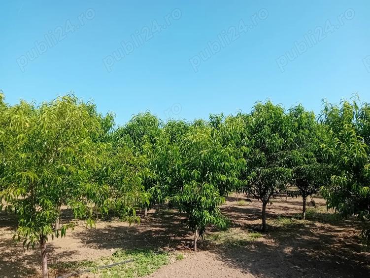 Proprietar vand sau schimb livada - 7