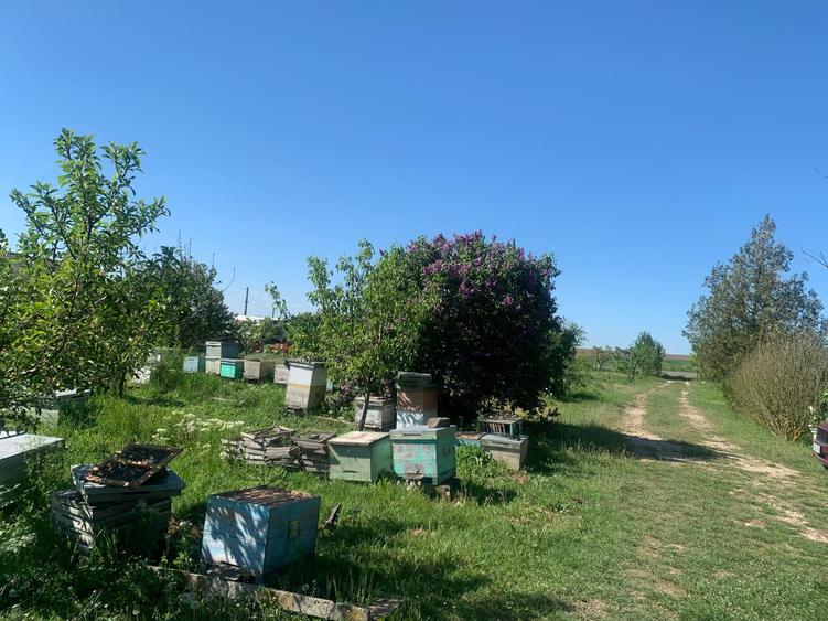 Fermă de vânzare - DN3 - 84m deschidere - 29