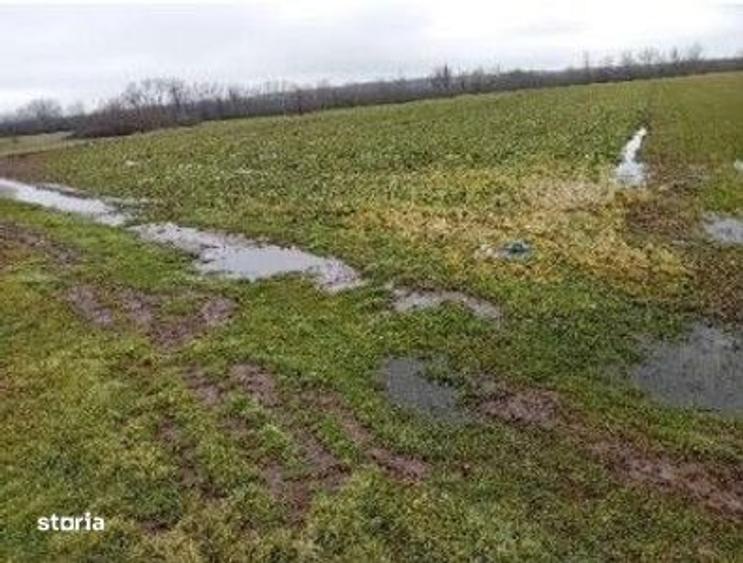 Teren extravilan Harsesti, ID: R2922273 - 7