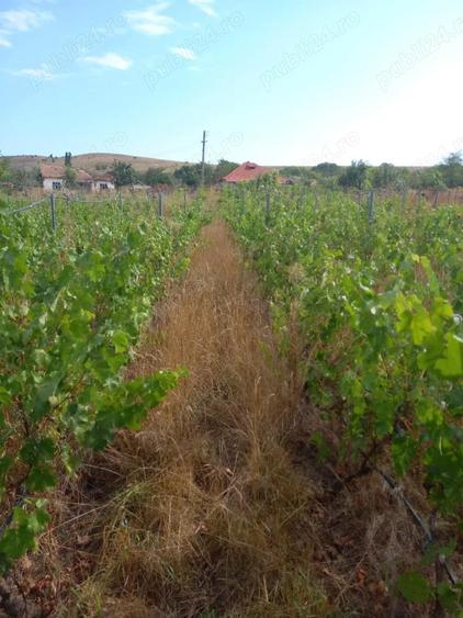 Casa batraneasca 2 corpuri - loc. Mircea Voda, Tulcea - 8
