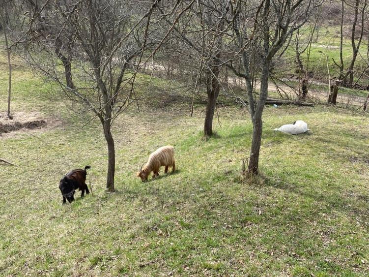 Teren de 4700 mp, în Romos
