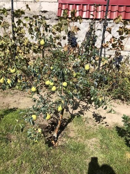 Casa vanzare Casa Tineretului Craiova - 1