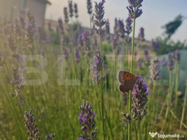 Teren intravilan de vanzare, 951 mp, Bucovat, sat Sarbatoare - 3