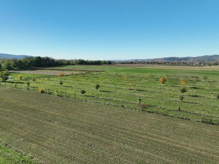 RECO, Teren cu livada de nuci, Zona Auseu, Bihor - 13